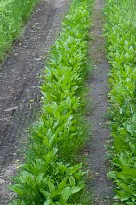 Plantago major by Thomas H. Kent  Creative Commons Attribution-Noncommercial-Share Alike 3.0 Unported License
